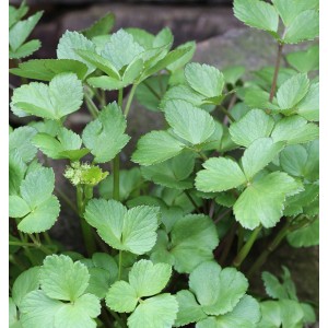 Schottischer Liebstöckel (Ligusticum scoticum) mit grünen Blättern, Nahaufnahme.