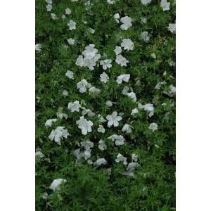 Blutstorchschnabel 'Album' mit weißen Blüten und grünen Blättern als Bodendecker im 9x9 cm Topf.
