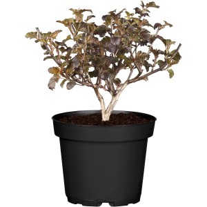 Blasenspiere Lady in Red im Topf, ca. 30-40 cm hoch, dunkelrote Blätter.