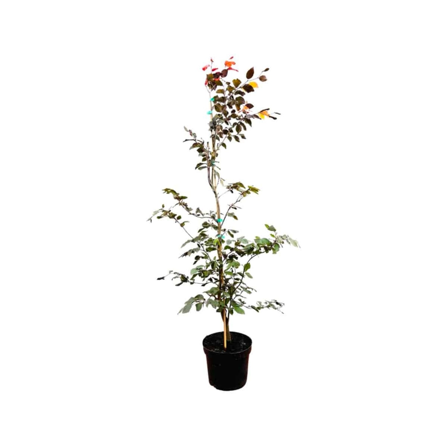 Fagus sylvatica 'Purpurea' 150-175 cm günstig online kaufen