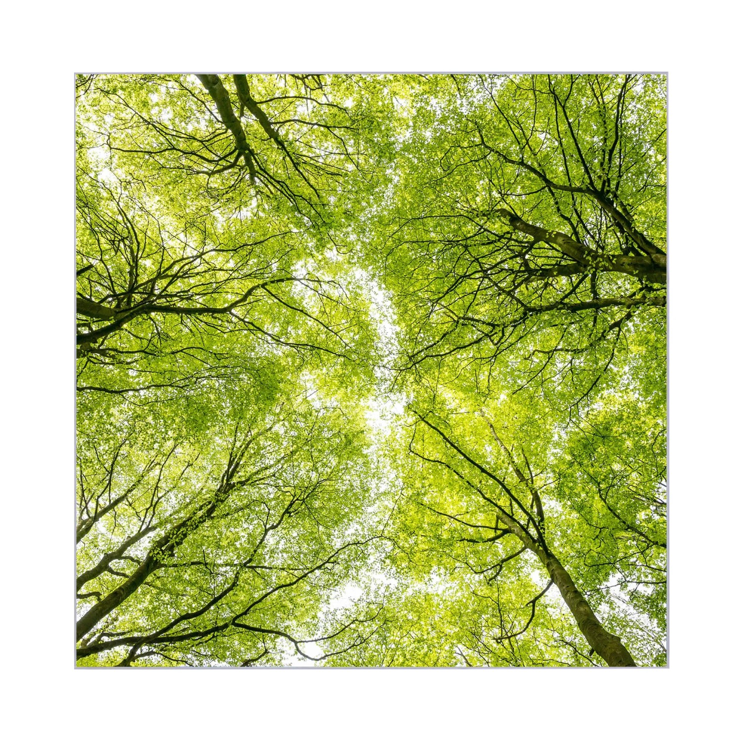 Banjado Schlüsselkasten Glas mit Baum-Motiv, 30x30cm, 50 Haken, beschreibbar und magnetisch.