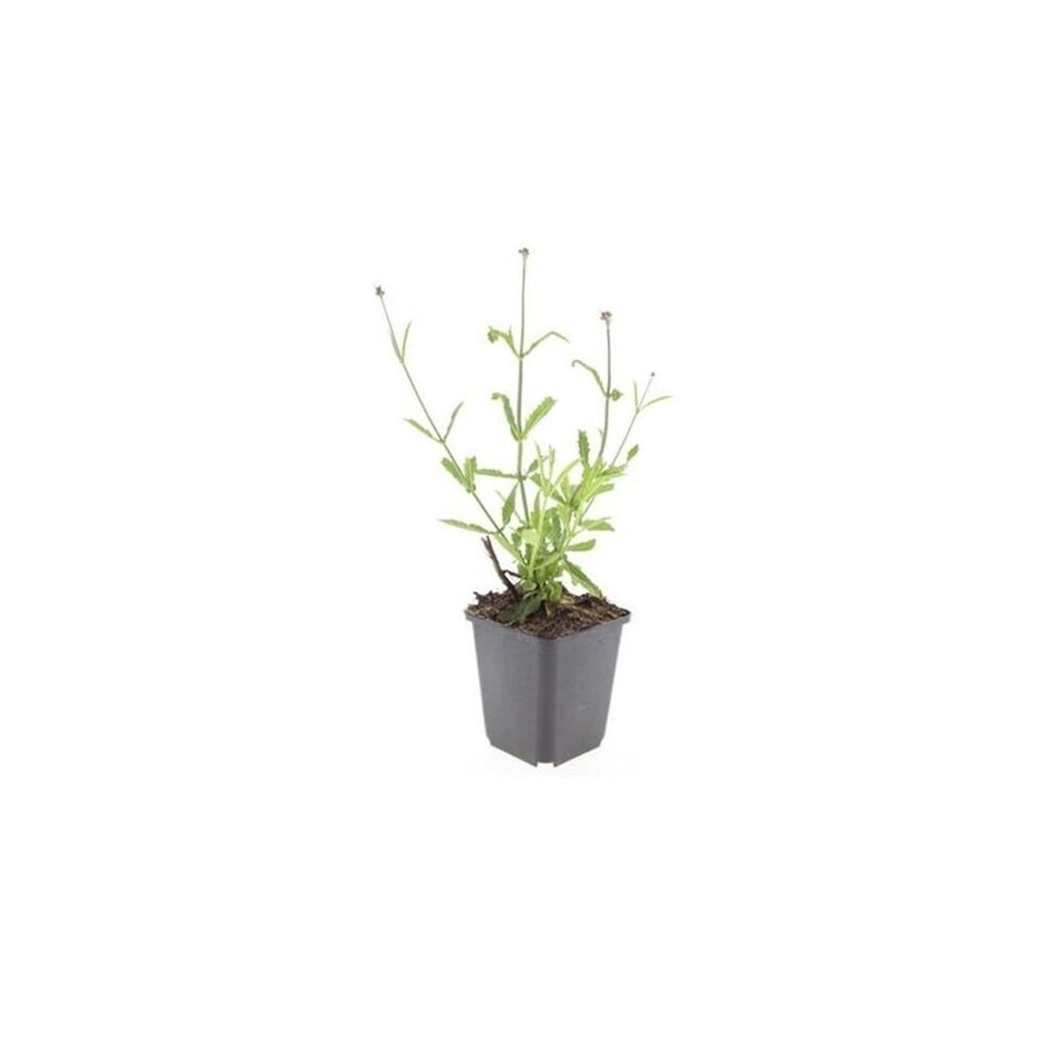 Exotenherz Zierstaude Eisenkraut Verbena Bonariensis Lollipop 9cm Topf Set günstig online kaufen