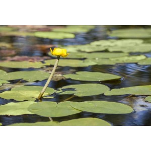 Gelbe Teichmummel (Nuphar Lutea) mit grünen Blättern im Teich, Nahaufnahme.