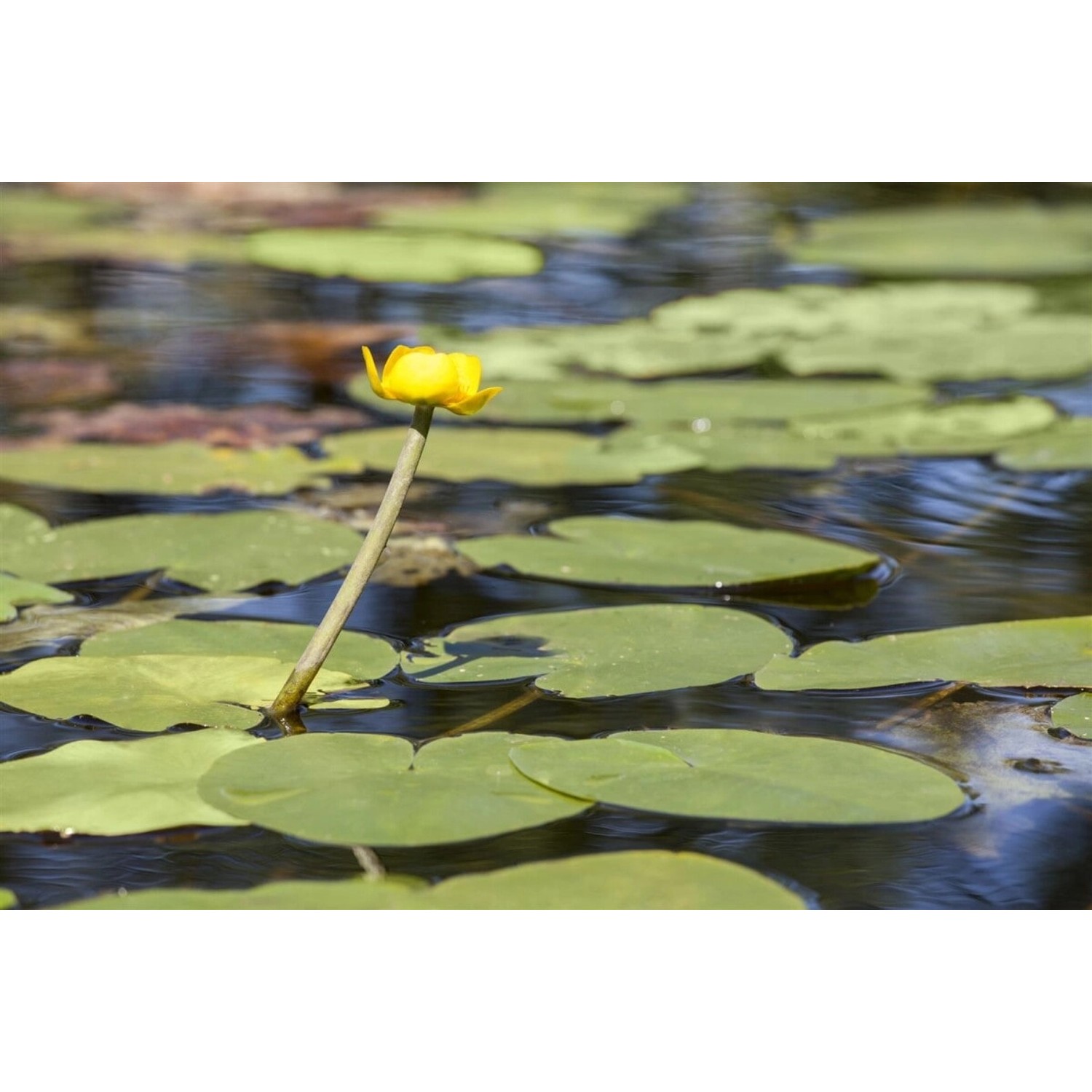 Nuphar Lutea Teichmummel Ca 11x11 cm Topf günstig online kaufen