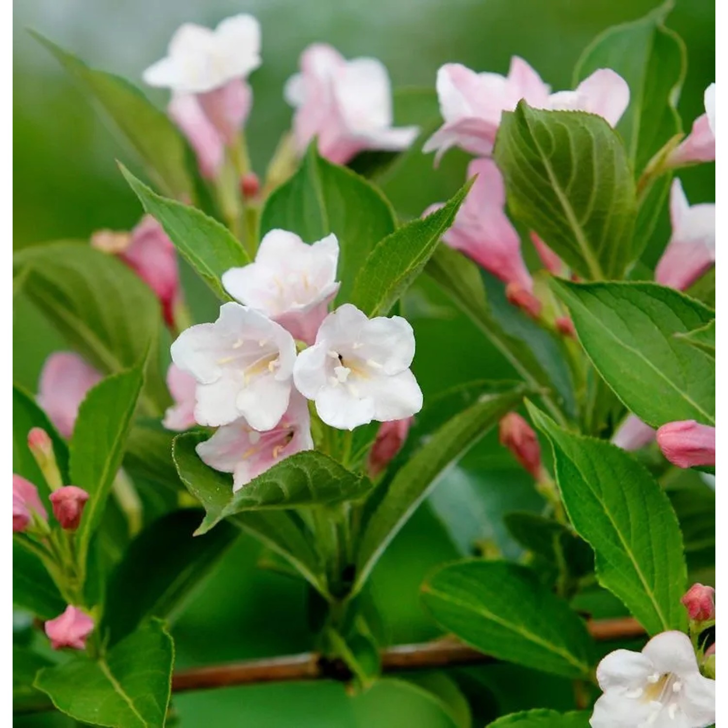 Hochstamm Zwerg-Weigelie Vintage Love 80-100cm - Weigela florida