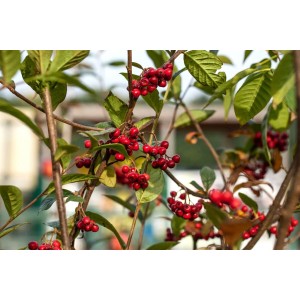 Zierstrauch Cotoneaster Watereri Pendulus mit roten Beeren und grünen Blättern.