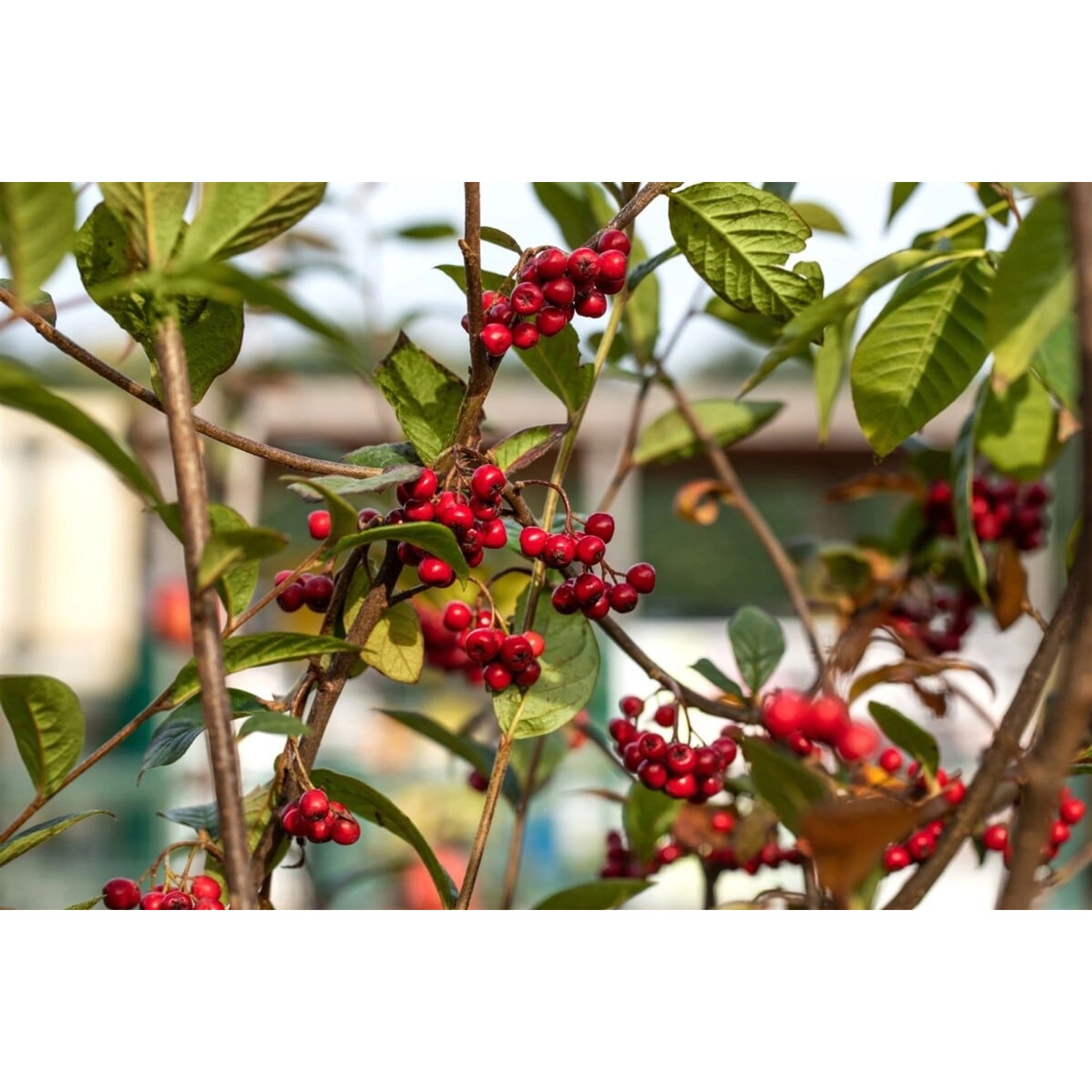 Cotoneaster Watereri Pendulus Zierstrauch 80–100 cm günstig online kaufen