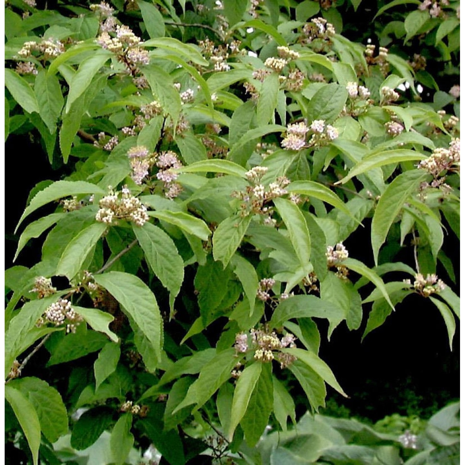 Hochstamm Weißbeeriger Liebesperlenstrauch 80-100cm - Callicarpa japonica günstig online kaufen