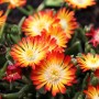 Nahaufnahme von orange-gelben Mittagsblumen (Mesembryanthemum crystallinum) im Topf.