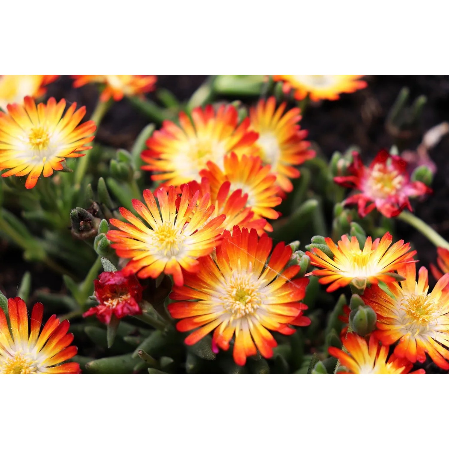 Nahaufnahme von orange-gelben Mittagsblumen (Mesembryanthemum crystallinum) im Topf.