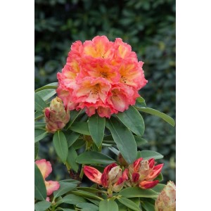 Rhododendron Sun Fire mit gelb-orangen Blüten und grünen Blättern.