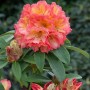 Rhododendron Sun Fire mit gelb-orangen Blüten und grünen Blättern.