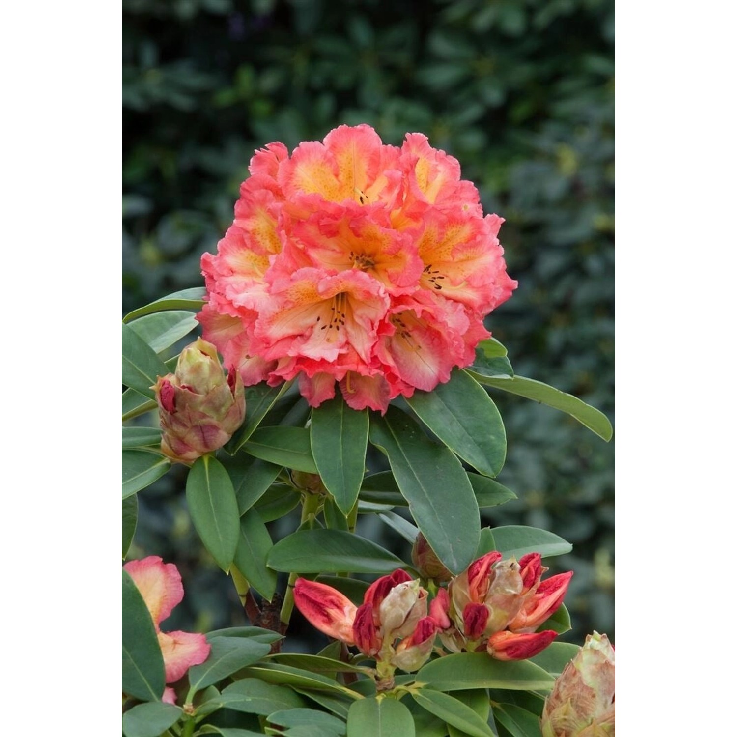 Rhododendron Hybr. Sun Fire Gelb-Orange 40–50 cm günstig online kaufen