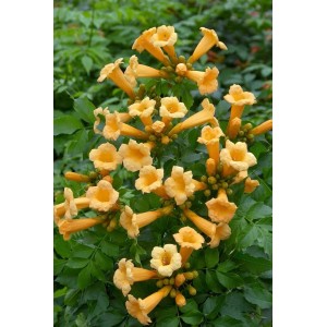 Gelbe Campsis Radicans Golden Trumpet Kletterpflanze mit trompetenförmigen Blüten.