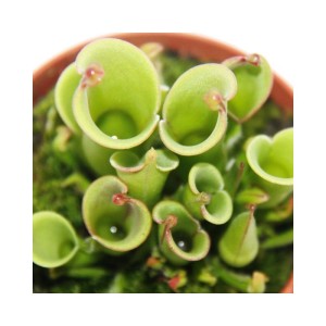 Fleischfressende Pflanze Sumpfkrug Heliamphora im 9cm Topf, grüne Kannen.