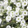 Detailaufnahme von Schleierkraut (Gypsophila paniculata) im Spezialset Arbeitsloser Vorgarten.