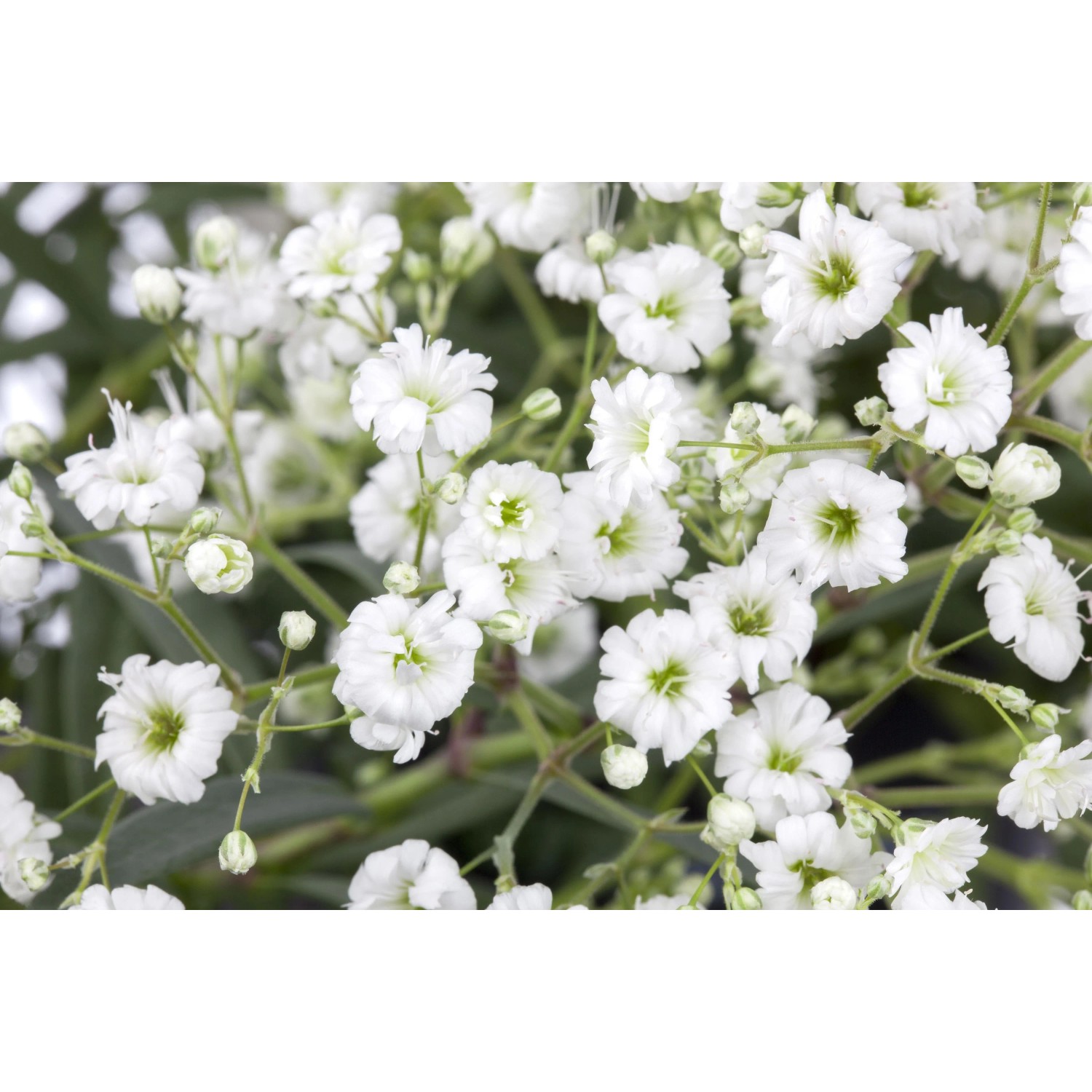 Detailaufnahme von Schleierkraut (Gypsophila paniculata) im Spezialset Arbeitsloser Vorgarten.