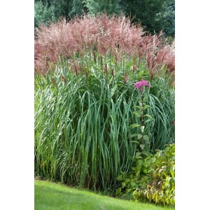 Chinaschilf 'Große Fontäne' im Garten: Hohes Ziergras mit silbernen Blütenständen im Spätsommer.