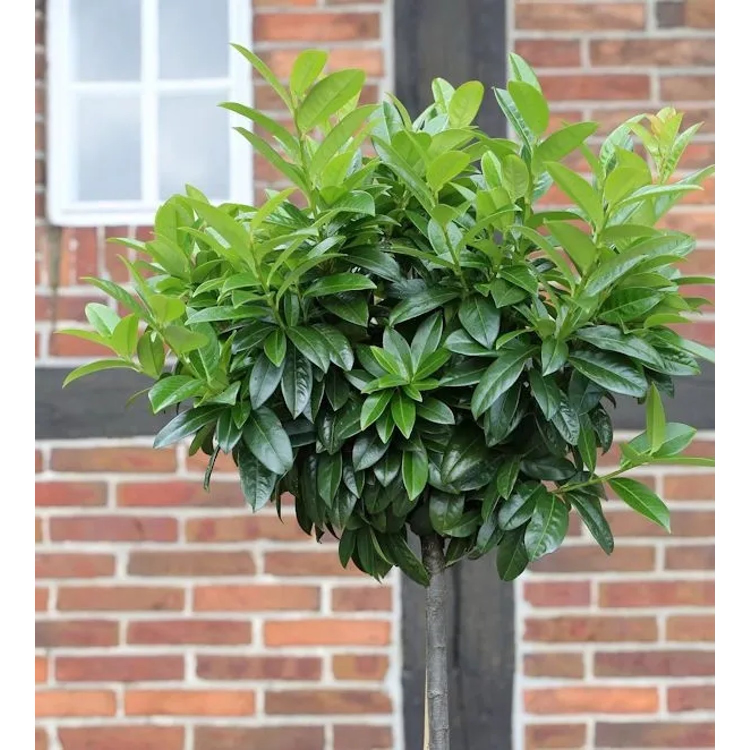 Hochstamm Lorbeerkirsche Etna 80-100cm - Prunus laurocerasus