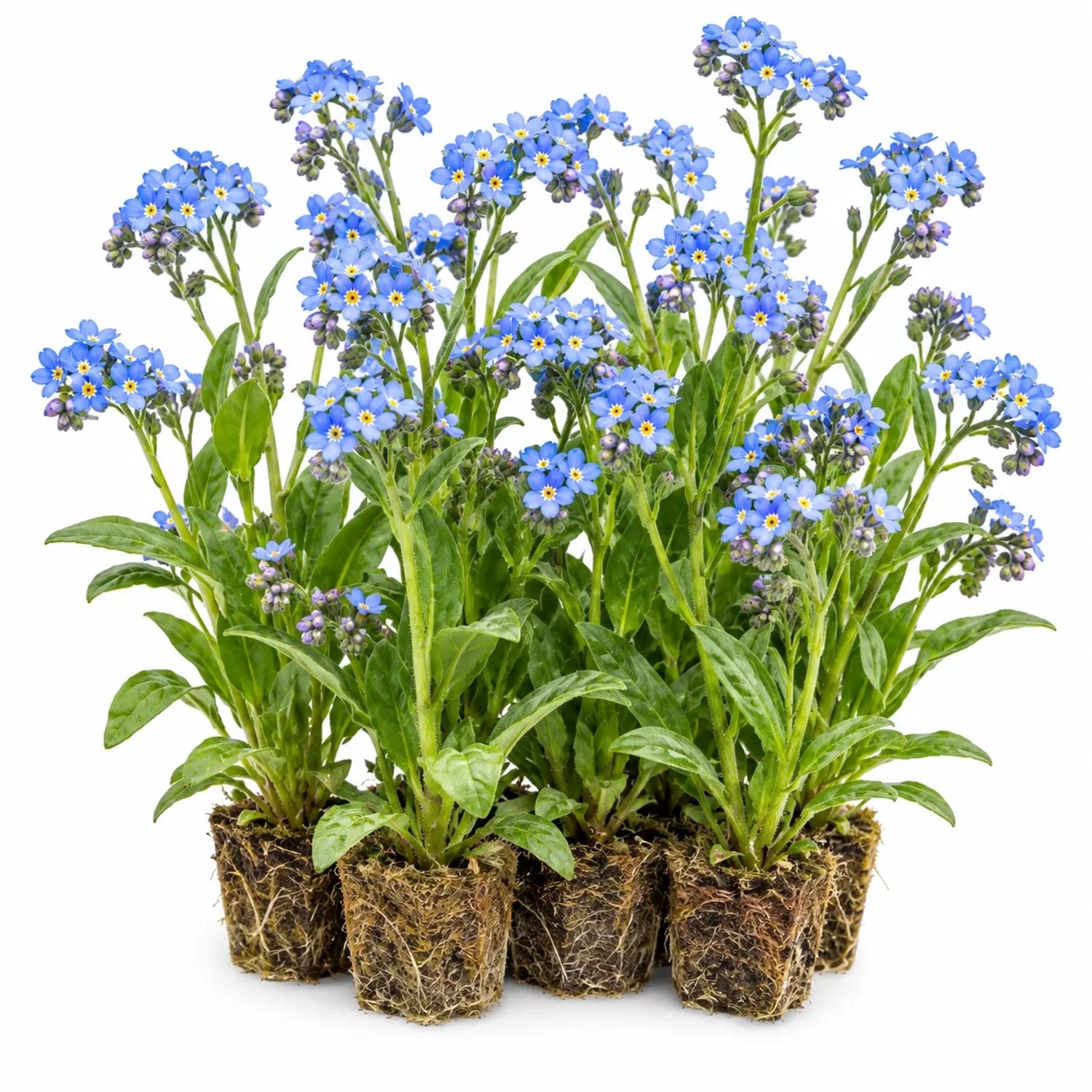 Vdvelde Sumpf Vergissmeinnicht   Myosotis Palustris   12 Pflanzen