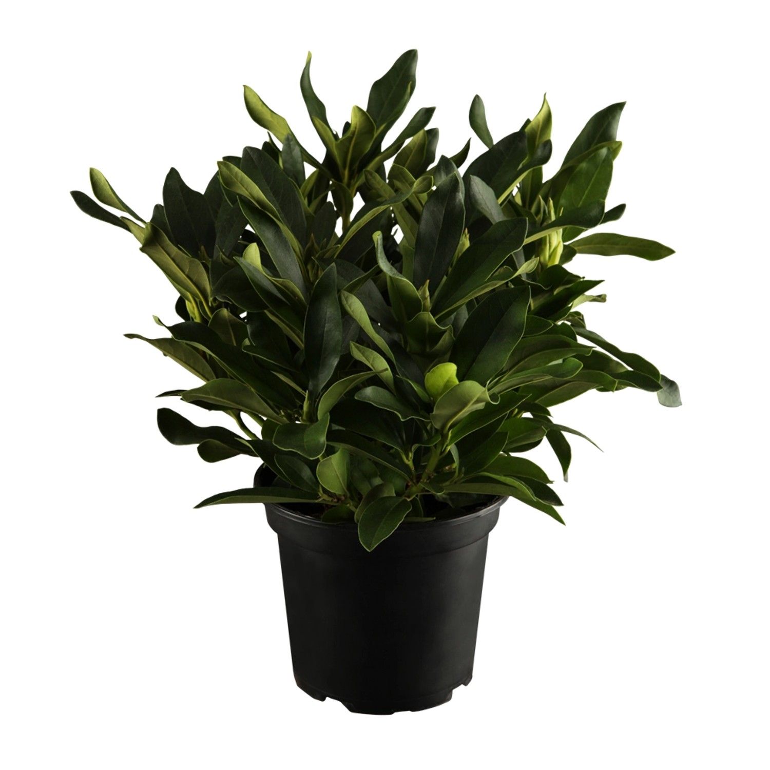 OBI Rhododendron Cunninghams White Weiß Höhe ca. 50 - 60 cm Topf ca. 7,5 l günstig online kaufen