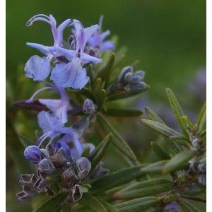 Nahaufnahme des blühenden Rosmarin Upright Blue (Rosmarinus officinalis) mit blauen Blüten.