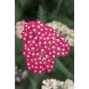 Nahaufnahme der leuchtend roten Schafgarbe 'Paprika' im 9x9 cm Topf. Ideal für Beet und als Schnittblume.