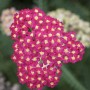 Nahaufnahme der leuchtend roten Schafgarbe 'Paprika' im 9x9 cm Topf. Ideal für Beet und als Schnittblume.
