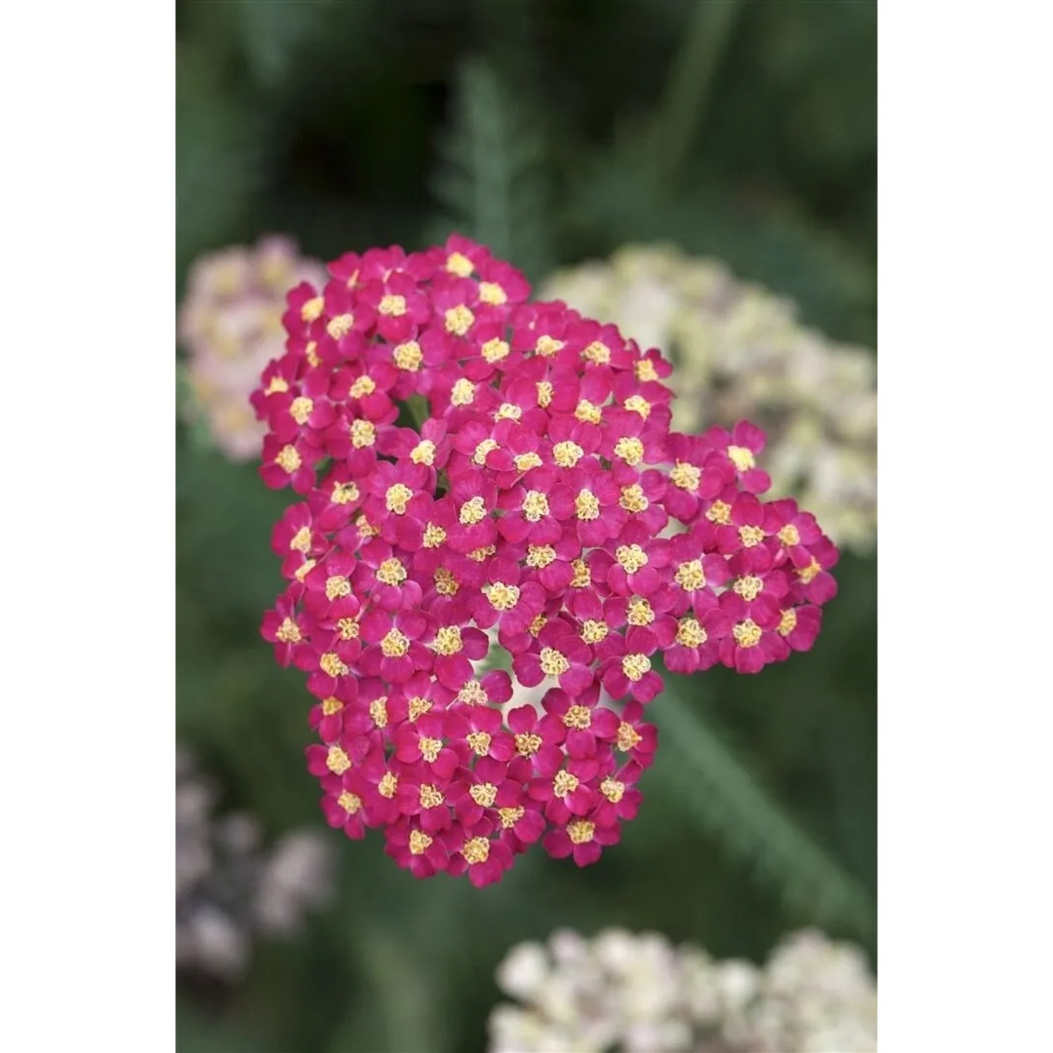 Nahaufnahme der leuchtend roten Schafgarbe 'Paprika' im 9x9 cm Topf. Ideal für Beet und als Schnittblume.