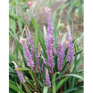 Lilientraube 'Big Blue' im Topf, violette Blüten und grünes Laub. Staude für halbschattige Standorte.