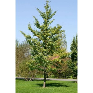 Säulenförmiger Ginkgo Biloba Fastigiata (150–175 cm) mit grünen Blättern im Garten.