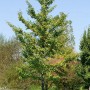 Säulenförmiger Ginkgo Biloba Fastigiata (150–175 cm) mit grünen Blättern im Garten.