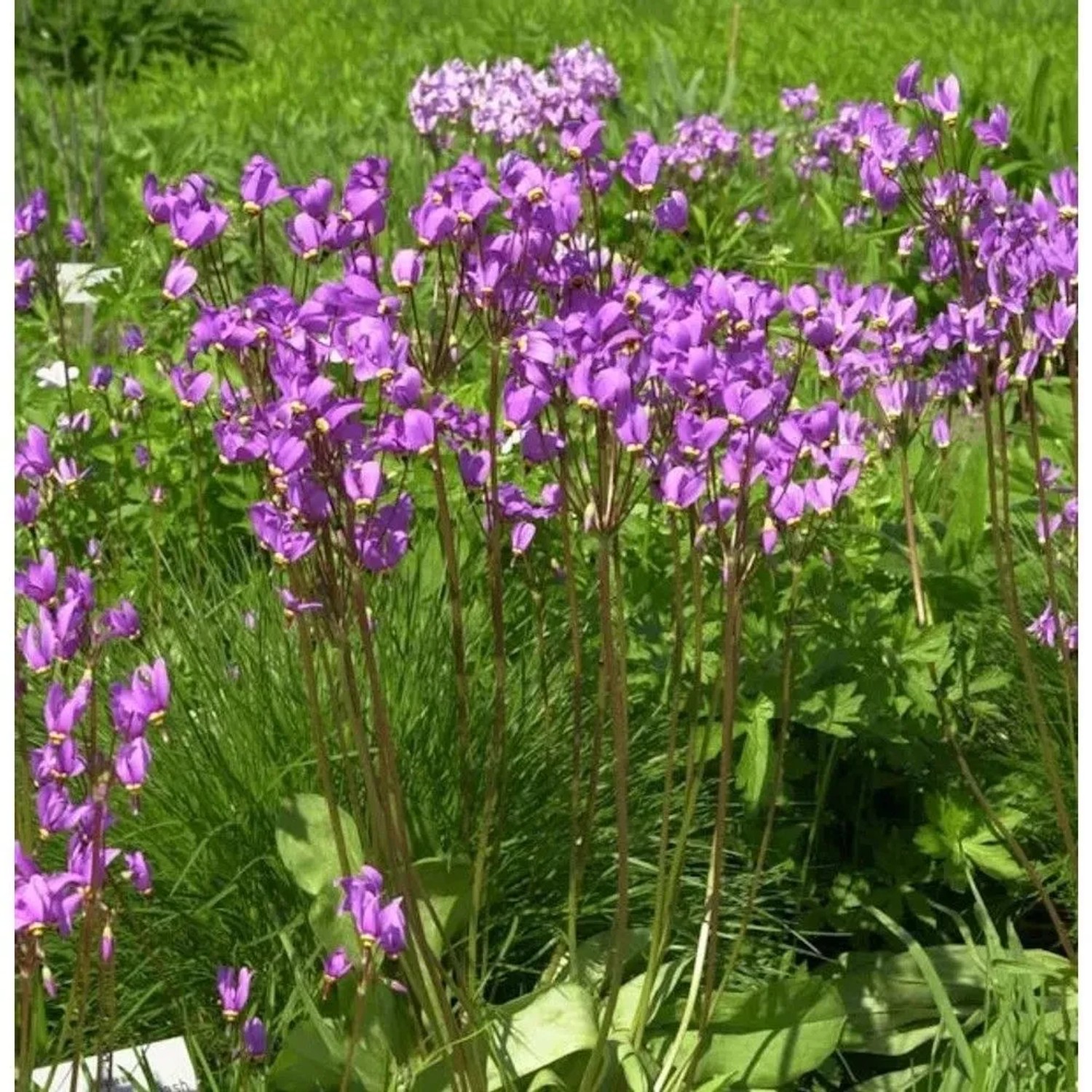 Götterblume - Dodecatheon meadia