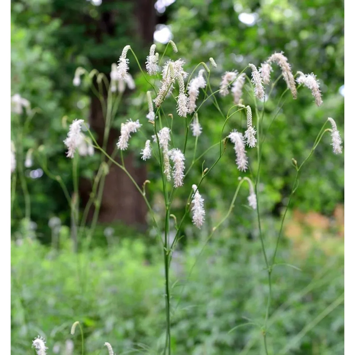 Japan Wiesenknopf Alba - Sanguisorba obtusa