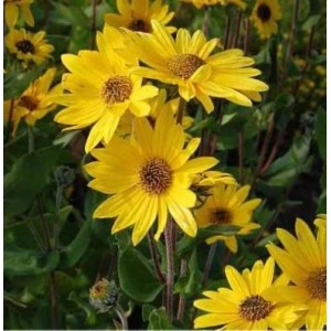 Gelbe Weidenblatt-Sonnenblume (Helianthus salicifolius) im Gartenbeet.