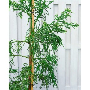 Japanische Sicheltanne (Cryptomeria japonica Rasen), 30–40 cm, vor weißem Zaun.