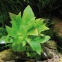 Dennerle Aquariumpflanze Hygrophila Corymbosa Kompakt, hellgrüne Blätter im Aquarium.
