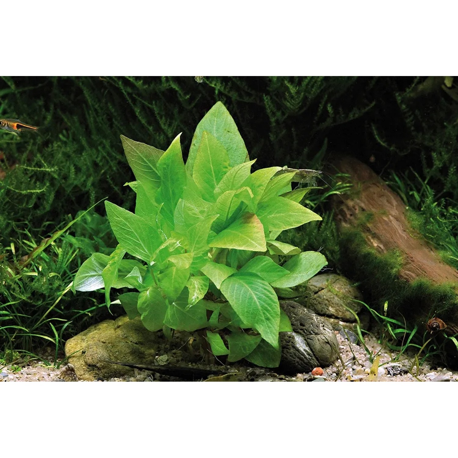 Dennerle Aquariumpflanze Hygrophila Corymbosa Kompakt, hellgrüne Blätter im Aquarium.