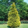 Goldgelbe Chamaecyparis lawsoniana 'Stewartii' Heckenpflanze, 40-50 cm hoch.