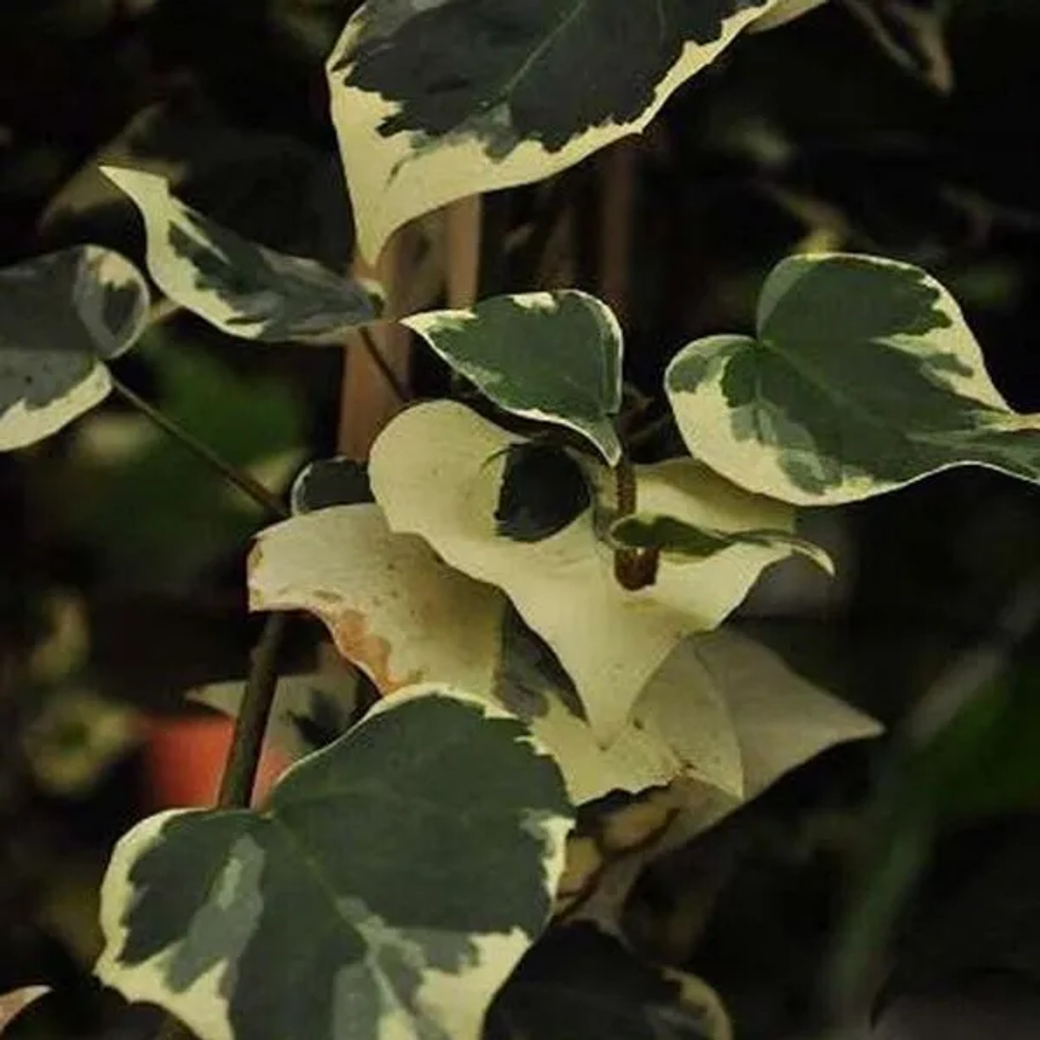 arborix Kaukasischer Efeu 'Dentata Variegata' Hedera Colchica 50 Bis 60 Cm Im Container Panaschiertes Laub