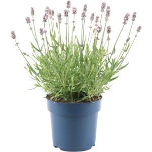 Lavendel Felice Light Pink im Topf (ca. 15cm). Zartrosa Blüten und grüne Blätter in blauem Topf.