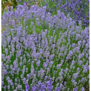Blühender Lavendel Grosso (Lavandula intermedia) im Gartenbeet.