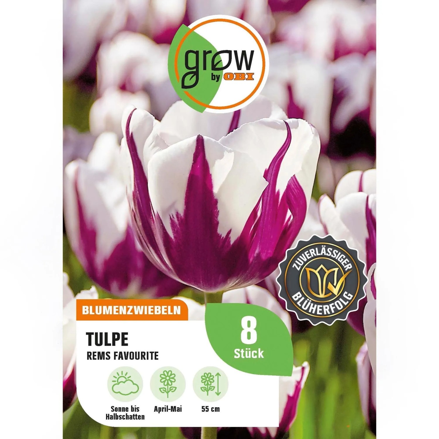 GROW by OBI Tulpe Rems Favourite Lila-Weiß 7 St.Tulipa triumph Rem's Favourite