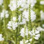 Detailaufnahme der weißen Blütenstände der Virginischen Gelenkblume Summer Snow im Garten.