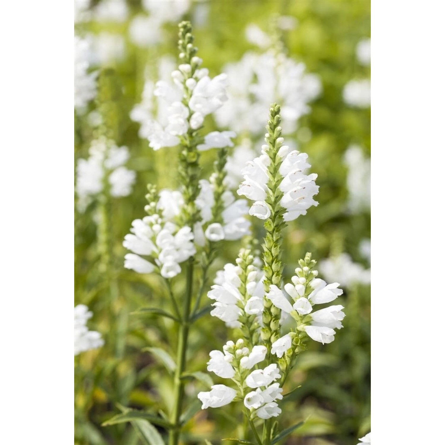 Physostegia Virginiana Summer Snow Virginische Gelenkblume Ca. 9x9 cm Topf günstig online kaufen