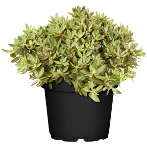 Zwergalpenrose Buchlovice Violett im 2 l Topf, grüne Blätter. Rhododendron für Garten und Kübel.