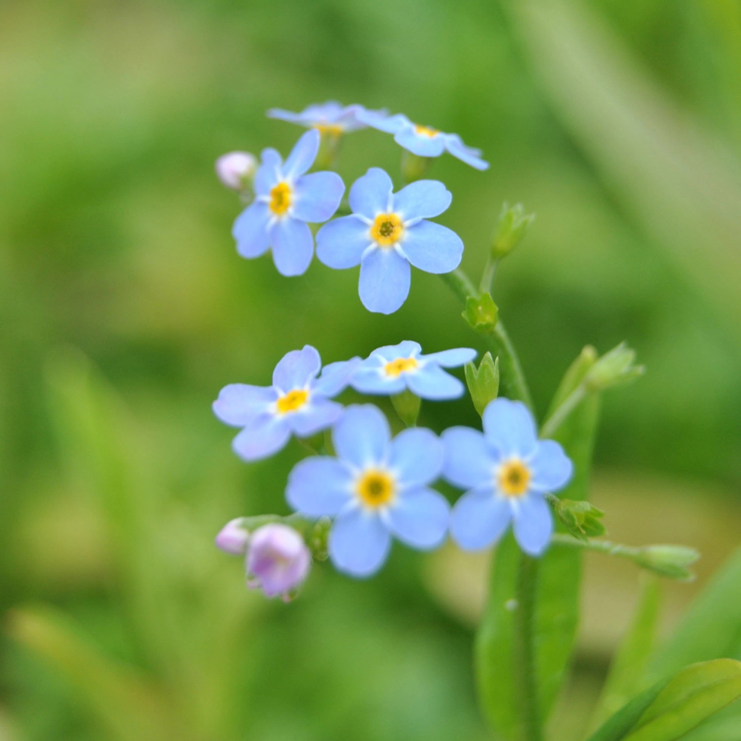 Sumpf-Vergissmeinnicht Blau Topf-Ø ca. 9 cm x 9 cm günstig online kaufen