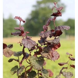 Rotblättrige Korkenzieher Hasel (Corylus avellana) mit gedrehten Ästen und roten Blättern.