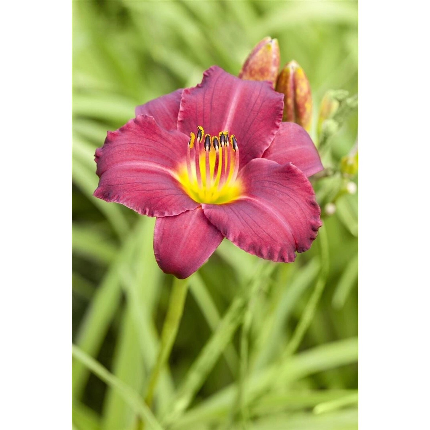 Hemerocallis X Cult Pardon Me Taglilie Ca. 11x11 cm Topf günstig online kaufen