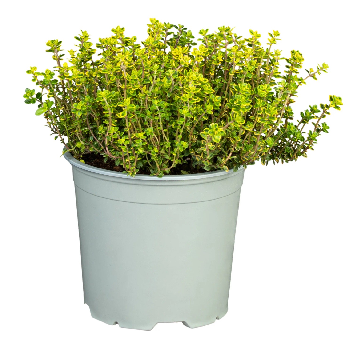 GROW BY OBI Zitronen-Thymian Thymus cit. T13